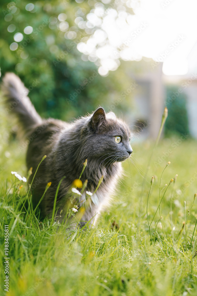 Fototapeta premium Curious gray cat standing beside green bush