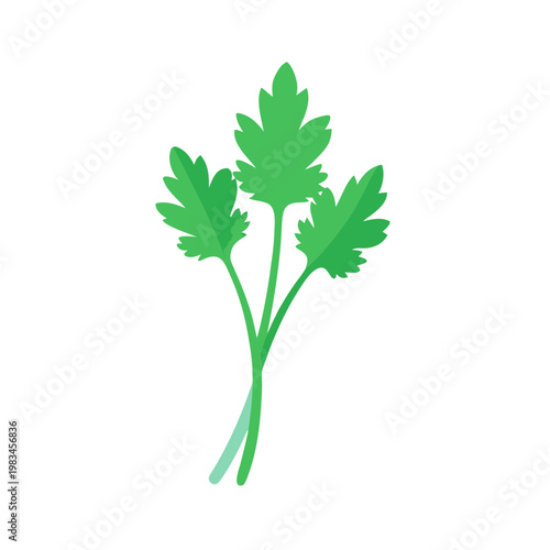 Single sprig of fresh green parsley with detailed leaves on transparent background