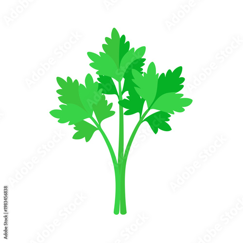 Fresh green parsley herb sprigs with detailed leaves on transparent background