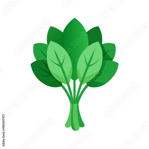 Bundle of fresh green spinach leaves tied with string simple illustration isolated