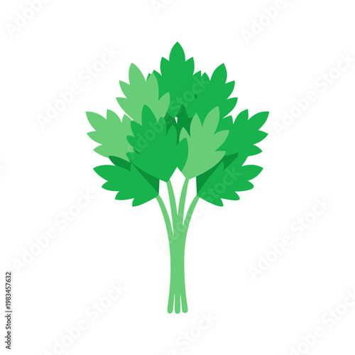 Bundle of green parsley leaves tied with string simple illustration isolated