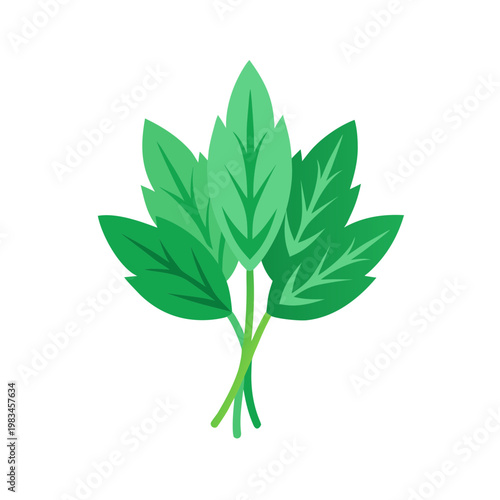 Bunch of fresh green mint leaves tied with string simple illustration isolated