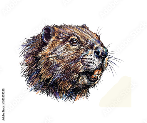 Beaver head portrait in three-quarter view with broad muzzle and prominent incisors forming distinctive rodent facial structure in