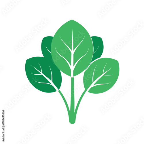 Green spinach leaves vector illustration, healthy organic vegetable design element, fresh produce icon