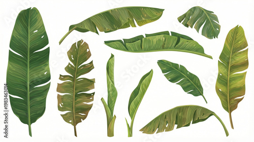Collection of Various Green Banana Leaves Illustrated in a Realistic Style
