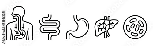 Outline vector icons illustrating human digestive system organs: esophagus, stomach, intestines, liver, and gut bacteria. Ideal for medical, health, and biology education designs.