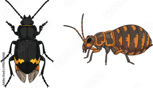 Vector Set of Detailed Beetle Insects with Distinct Patterns, Ideal for Entomology, Wildlife, and Nature Illustrations