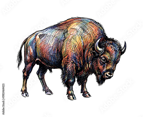 Standing buffalo with lowered head and forward horns highlighting strength and defensive posture through massive anatomy and
