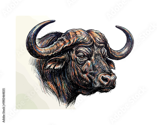 Bull head portrait in three-quarter view with massive horns and powerful forehead forming strong muscular facial structure in