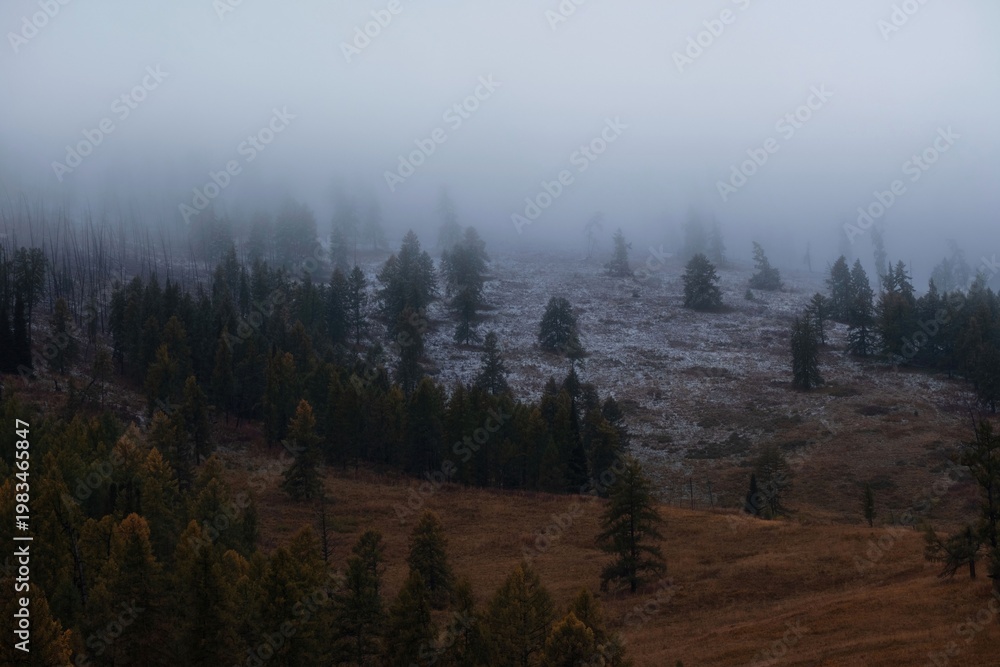Naklejka premium Atmospheric mountain forest covered in thick fog and light snow during autumn. Moody natural background for environment, weather, and wilderness conservation themes.