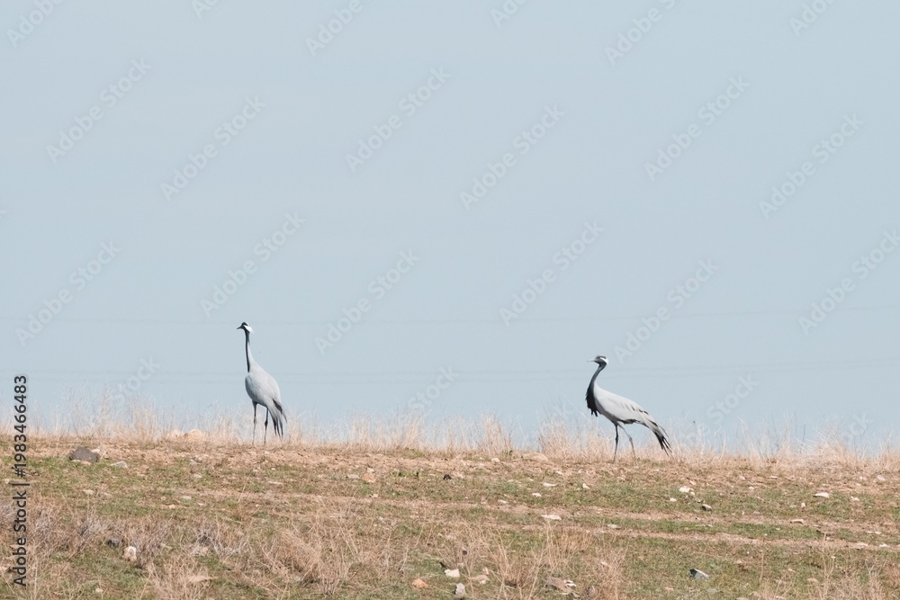 Fototapeta premium Two demoiselle cranes standing on a dry grassy hill in Almaty region, Kazakhstan. Minimalist wildlife background for nature conservation, birdwatching, and environmental education.