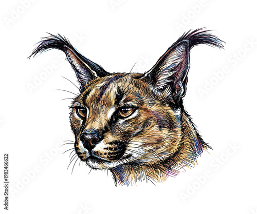 Frontal caracal head with symmetrical features and intense gaze framed by smooth fur and prominent ear tufts rendered in
