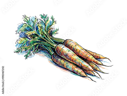 Bunch of fresh carrots with leafy tops forming simple farm harvest object with organic texture and natural curves in expressive