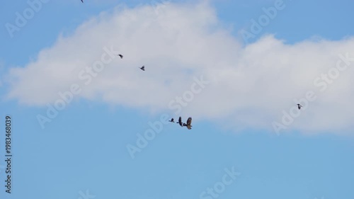 Golden Eagle flying away from Ravens attacking it in slow motion.