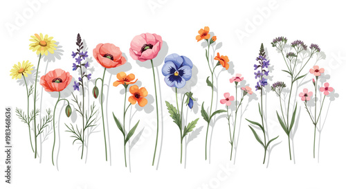 Colorful Wildflower Meadow Border with Summer Blossoms Poppies Pansies and Lavender for Floral Backgrounds Wedding Invitations and Botanical Graphic Designs