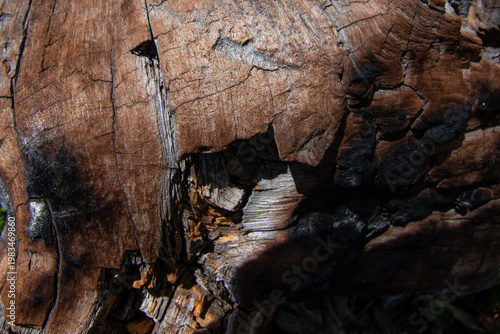 Closeup of fire charged tree bark.