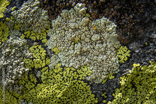 Patterns, closeup of three varieties of lichen.
