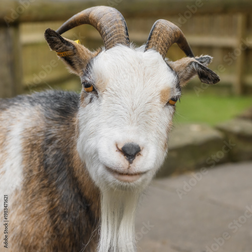 Closeup portrait of an inquisitive goat with a white face