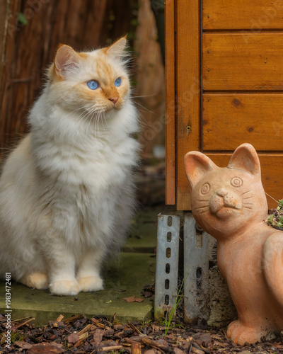 Flame-point Birman cat sitting at the corner of a wooden shed next a terracotta cat planter