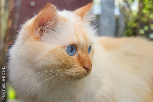 Profile portrait of a cute young Birman cat with big blue eyes