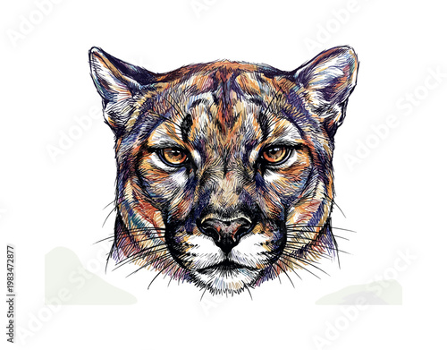 Frontal cougar head with symmetrical features and focused gaze framed by smooth fur texture and structured hatching detail,