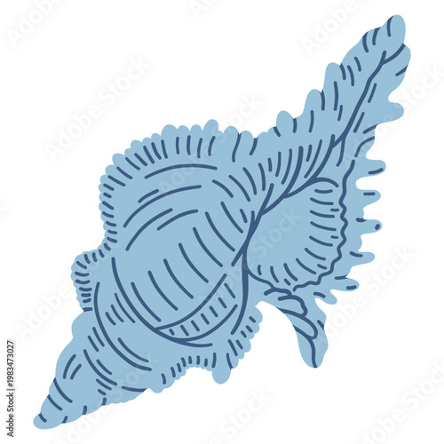 Spider conch shell. Tropical ocean aquatic decoration.	