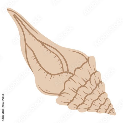 Spider conch shell. Tropical ocean aquatic decoration.	