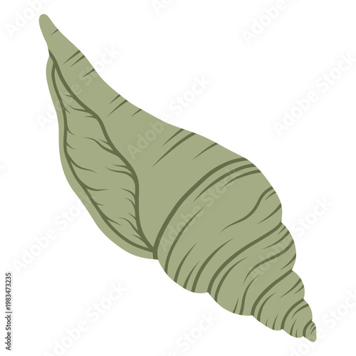 Spider conch shell. Tropical ocean aquatic decoration. 