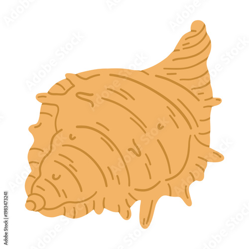 Spider conch shell. Tropical ocean aquatic decoration.	