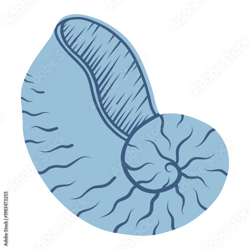 Spider conch shell. Tropical ocean aquatic decoration.	