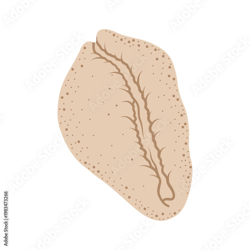 Open mollusk shell with colorful interior on white background.