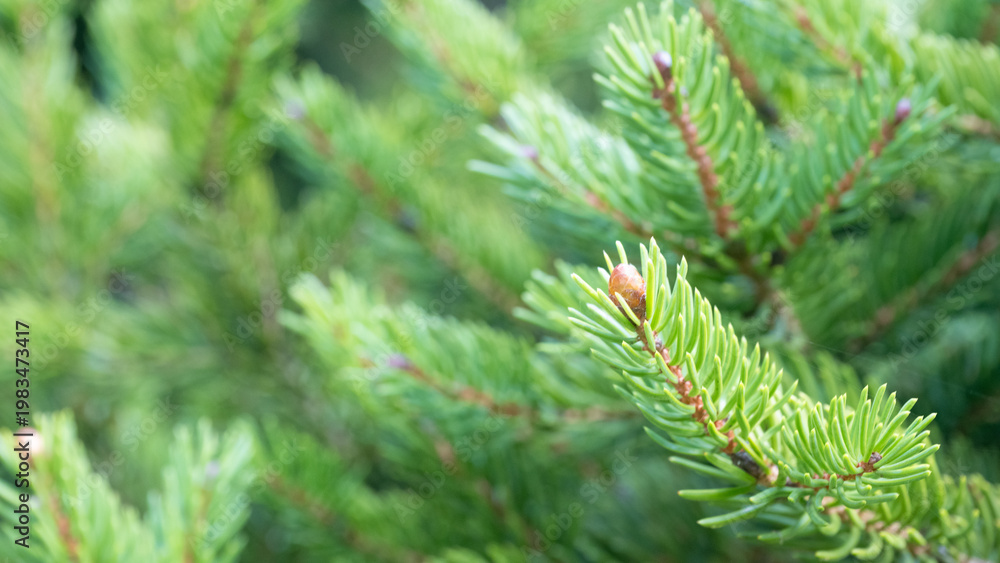 Fototapeta premium Fresh green spruce branch with new growth – nature background