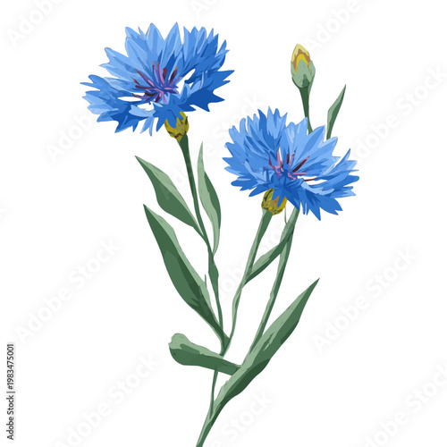 Simple flat 2D vector graphic of a Cornflower Bachelors Button in modern icon style, isolated on a white canvas