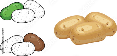 Multi-Color Potato Vector Set with Different Varieties, Raw Tubers, and Whole Potatoes for Food, Agriculture, and Culinary Illustrations