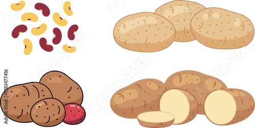 Vector set of potato varieties and beans including sliced whole raw vegetables and legumes flat illustration organic food collection