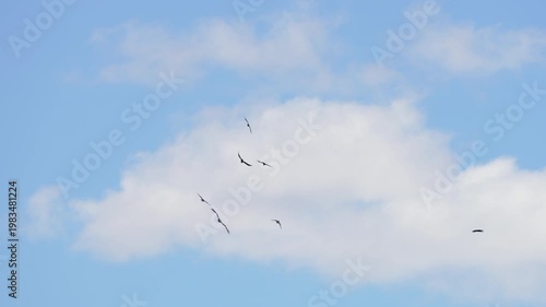 Ravens chasing a Golden Eagle through the sky as they attack it.
