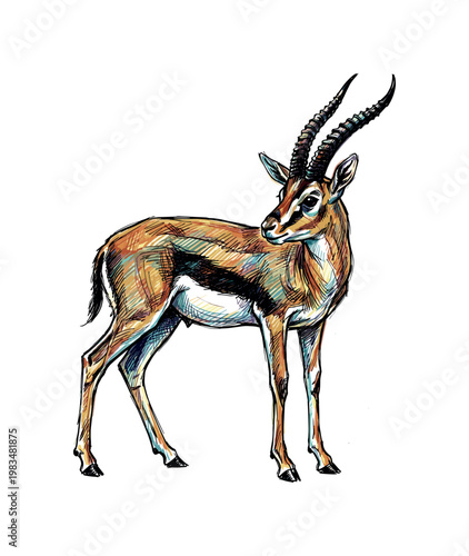 Standing gazelle with slightly turned head and relaxed posture highlighting elegant anatomy and horn curvature in full body
