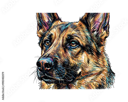 German Shepherd head profile facing right with elongated muzzle and erect ear structure emphasized through directional pen strokes