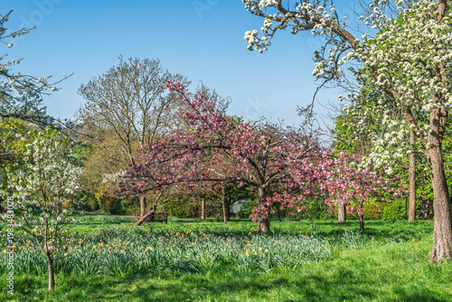 Beautiful cherry blossom trees in Golders Hill public park, London, UK