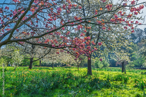 Beautiful cherry blossom trees in Golders Hill public park, London, UK
