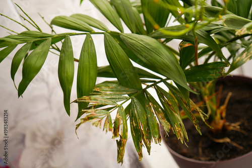 Dry leaves of a domestic ornamental palm tree, poor condition of the plant. Fungus on leaves and branches. Poor care of the date palm. Concept: flower disease