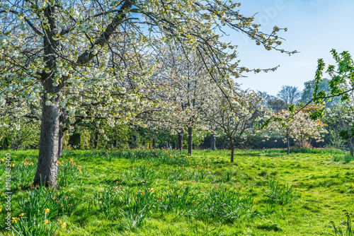 Beautiful cherry blossom trees in Golders Hill public park, London, UK