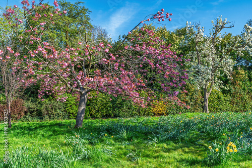 Beautiful cherry blossom tree in Golders Hill public park, London, UK