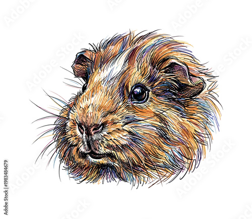 Guinea pig head profile facing right with short muzzle and rounded ear structure emphasized through directional pen strokes and