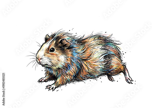 Sitting guinea pig in full body pose with relaxed posture and compact form highlighting fluffy fur density and smooth contours,