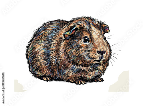 Full body guinea pig standing in side profile with compact rounded body and short legs forming soft silhouette in detailed pen