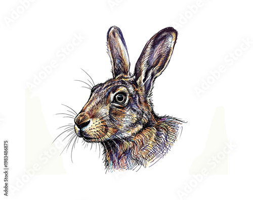 Hare head portrait in three-quarter view with long upright ears and elongated muzzle forming elegant wild rabbit facial structure