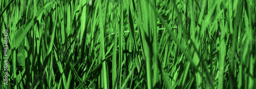 Closeup Of Fresh Green Grass Blades In Sunlight In A Lush Meadow For Nature A...