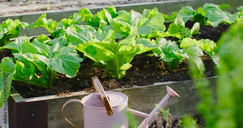 Camera is panning right showing watering can as leafy greens are swaying revealing raised bed path