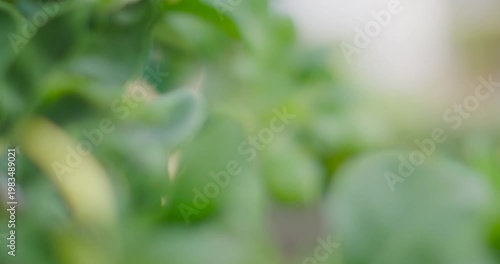 Camera pulling focus, revealing cluster of three green limes on branch in garden to show texture